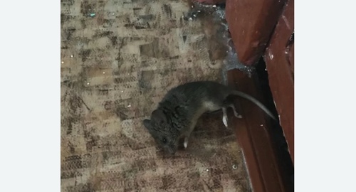 Дезинфекция от мышей в Ангарске